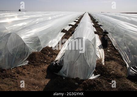 Un o campo Aubergine, las plantas están cubiertas con mangas de plástico para protegerlos, riego es por riego por goteo. Cerca de Kibbutz Hulda, Israel Fotografía de stock - Alamy