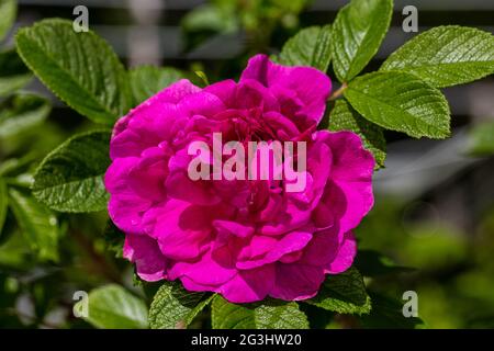 'Hansa' Garden rose, Trädgårdsros (Rosa x rugosa) Foto de stock