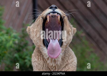 Leona mostrando dientes peligrosos y lengua texturizada mientras bostezaba Foto de stock