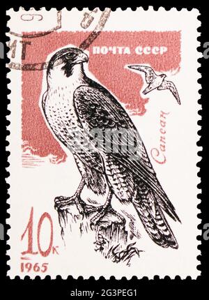 MOSCÚ, RUSIA - 22 DE MARZO de 2020: Sello postal impreso en la Unión Soviética muestra Peregrine Falcon (Falco peregrinus), Birds serie, circa 1965