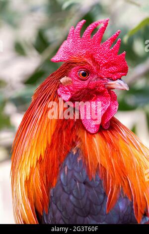 Primer plano de Serama Rooster. Colorista gallo Serama de gama libre en perfil con peine y vatles sanos y rojos