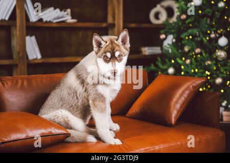 Interior clásico de lujo de biblioteca en casa. Sala de estar con