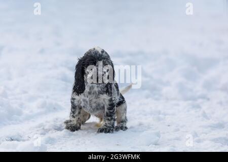 Perro Cachorro Cocker Spaniel Ingles Negro Que Se Ejecuta En El Borde De Un Lago Fotografia De Stock Alamy