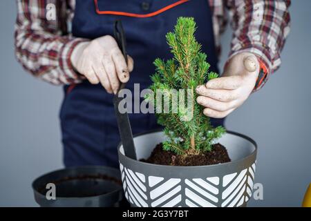 Las manos del jardinero masculino trasplantan el pequeño abeto en una olla nueva en el estudio sobre fondo gris. Jardinería y cuidado de plantas domésticas