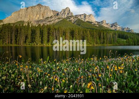 Paisaje con flores de lago, bosque y alavenas de montaña (Dryas octopetala), Canmore, Alberta, Canadá Foto de stock