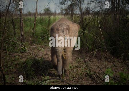 Un ternero de elefante en los arbustos, antes de un paseo de regreso al centro de elefantes en el Parque Nacional de Way Kambas, Indonesia. Foto de stock