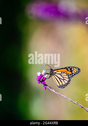 Mariposa monarca (Danaus plexippus) perchándose sobre flor rosa Foto de stock