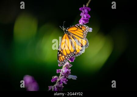 Mariposa monarca (Danaus plexippus) perchándose sobre flor rosa