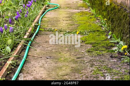 Camino de hormigón en un jardín, cubierto de musgo. Una manguera de riego verde se encuentra en el suelo. Planta de cuidado en el concepto de jardín. Jacinto de ratón, jacinto de uva