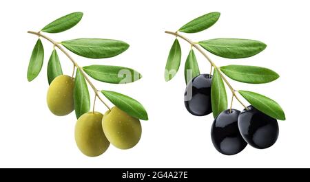 Rama de olivo con aceitunas verdes y negras