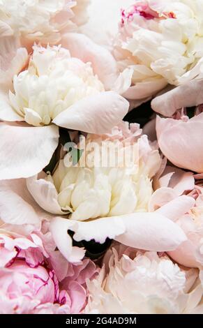 Flores de peonía rosa claro como fondo natural Fotografía de stock - Alamy