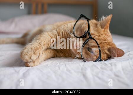 gracioso gato gordo jengibre miente en la cama y juega con gafas en marcos negros. Comienzo de un nuevo año escolar