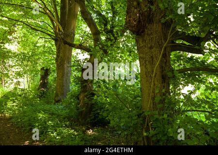 Los árboles en las orillas del río Hoenne entre Hemer y Balve, el valle de Hoenne, la región de Sauerland, Renania del Norte-Westfalia, Alemania. Baeume am Ufer der Foto de stock