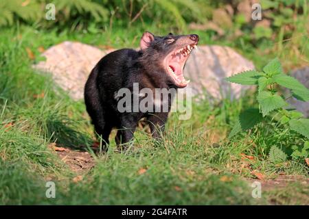 Diablo de Tasmania (Sarcophilus harrisii), diablo de Tasmania, adulto, bostezo, cautivo, Australia Foto de stock