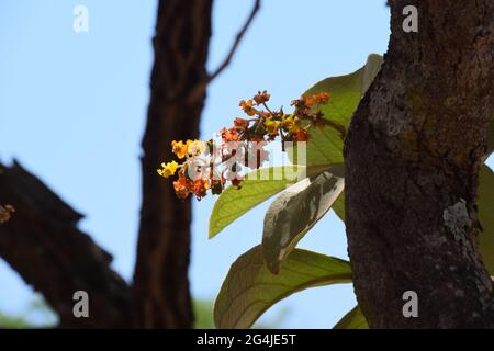 Fruto, flor e folha no Cerrado Foto de stock