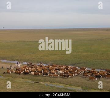Vista aérea del ganado de gauchos y perros Foto de stock
