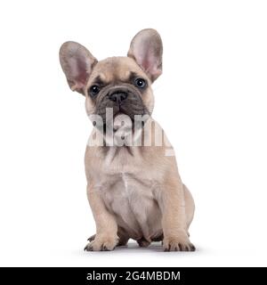 Adorable Perrito De Bulldog Frances Desovado Sentado Frente Al Frente Mirando Curioso Hacia La Camara Con Ojos Azules Aislado Sobre Fondo Blanco Fotografia De Stock Alamy