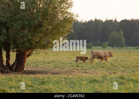 Vaca y ternero en tierras de pastoreo, Körkwitz-Hof, Ribnitz-Damgarten, Mecklemburgo-Pomerania Occidental, Alemania Foto de stock