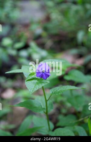 Disparo vertical de una flor Amatista púrpura con hojas verdes sobre un fondo borroso