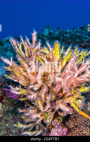 Árboles multiramificados, Coral suave, Parque Nacional Marino de Bunaken, Bunaken, Sulawesi del Norte, Indonesia, Asia Foto de stock