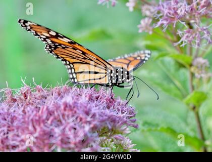 Una mariposa monarca (Danaus plexippus) alimentándose de las flores rosadas de Joe-Pye Weed (Eupatorium purpureum). Espacio de copia. Primer plano.