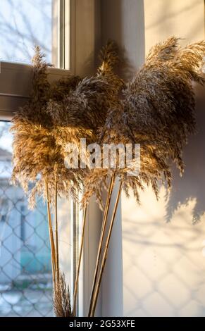 Decoración de ramas de caña en el alféizar de la ventana. Ramo de ramas  secas de caña Fotografía de stock - Alamy