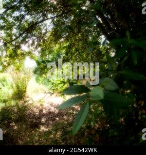 Exuberante vegetación en un jardín abandonado, Vaulx-en-Velin, Francia