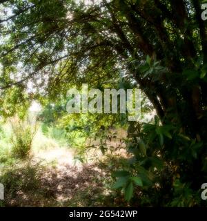Exuberante vegetación en un jardín abandonado, Vaulx-en-Velin, Francia