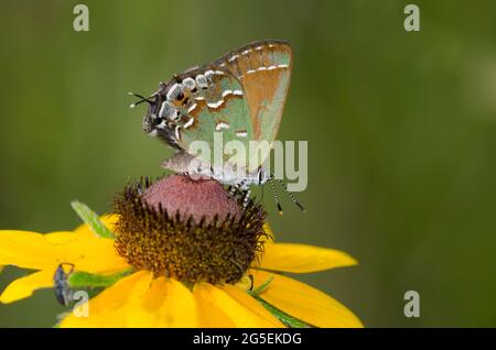 Juniper Hairstreak, Callophrys gryneus, nectaring de Susan de ojos negros, Rudbeckia hirta