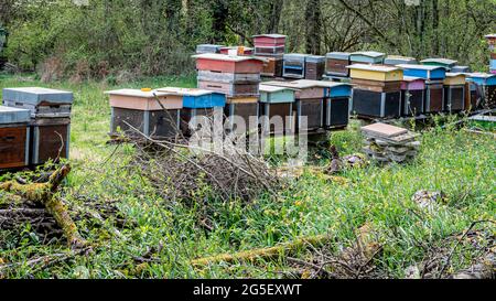 Colmenas De Abejas En El Colmenar. Colmenas De Madera Pintadas Con