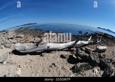 Tronco d'albero abbandonato sulla spiaggia della necropoli di Son Real a Mallorca fotografato con un obiettivo fisheye