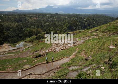 Gente caminando en el terraplén de arrozales en un día seco en octubre cerca de Bambalu, Tana Toraja, Sulawesi del Sur, Indonesia. Se proyecta que las temperaturas más altas causadas por el calentamiento global reducirán los rendimientos de los cultivos de arroz en Indonesia. Los cambios en los patrones de El Nino, que afectan el inicio y la duración de la estación húmeda, también están enviando la producción agrícola a un estado vulnerable. El desarrollo de variedades de arroz locales nuevas o mejoradas que sean más resistentes (que se hacen eco de estudios recientes en otros países) podría ser una de las claves para mitigar.