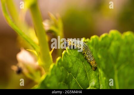 Las larvas de la mosca común del arándano pueden defoliar rápidamente las plantas de la grosella Foto de stock