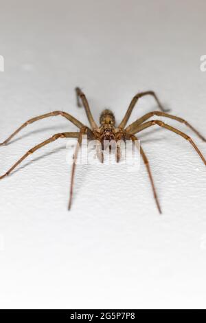 Araña gigante de la casa, Tegenaria giganttes, sobre un fondo blanco. Eratigena atrica, duellica, saeva. Con copyspace arriba y abajo