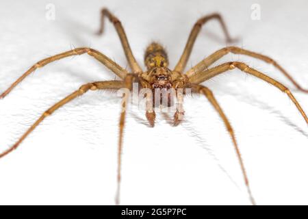 Araña gigante de la casa, Tegenaria giganttes, sobre un fondo blanco. Eratigena atrica, duellica, saeva.