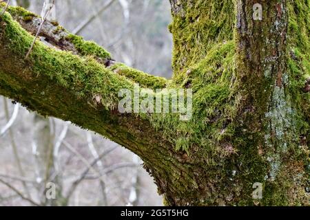 Árbol caducifolio cubierto de musgo y líquenes, Alemania, Renania del Norte-Westfalia, Sauerland Foto de stock