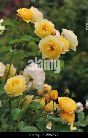 Arbusto amarillo trepador rosa (Rosa) Graham Thomas florece en un jardín en junio Foto de stock