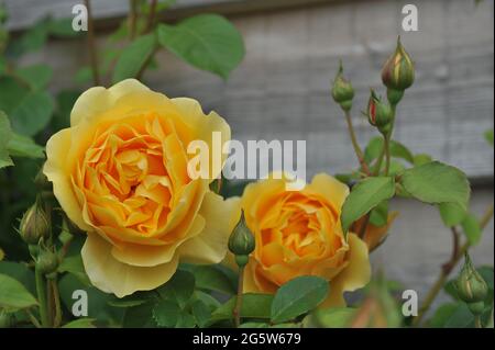 Arbusto amarillo trepador rosa (Rosa) Graham Thomas florece en un jardín en mayo Foto de stock