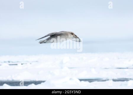fulmar del norte, Fulmarus glacialis, fase azul, pájaro soltero en vuelo sobre hielo de paquete, Svalbard, Spitzbergen Foto de stock