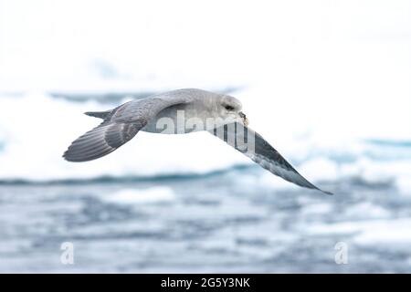 fulmar del norte, Fulmarus glacialis, fase azul, pájaro soltero en vuelo sobre hielo de paquete, Svalbard, Spitzbergen Foto de stock