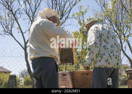 Apicultor trabaja con abejas y colmenas en el apiario. Reapilar una colmena, muestrear una colonia de varroa, cambiar la genética de una colonia. AUTHENT Foto de stock