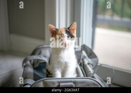 Calico gatito sentado en un gato gris portador. Mirando la cámara.
