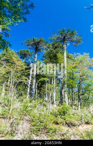Bosque de Araucaria en el Parque Nacional Herquehue, Chile. El árbol se llama Araucaria araucana (comúnmente: Árbol del rompecabezas del mono, árbol de la cola del mono, alfiler chileno
