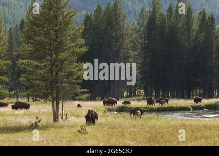Una manada de búfalos pastan en un campo. Foto de stock