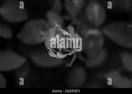 Flores de rosas negras en el jardín. Capturé esta imagen el 11 de agosto de  2018, desde Dhaka, Bangladesh, Asia del Sur Fotografía de stock - Alamy