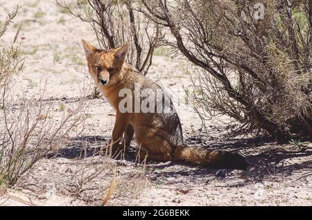 Retrato de un zorro sentado bajo un arbusto en un paisaje rural, Jujuy, Argentina Foto de stock