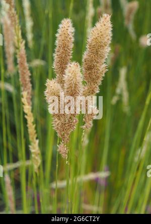 Melica ciliata - nombres comunes Silky Spike Melic o Eyelash Pearl Grass en verano con semillas. Foto de stock