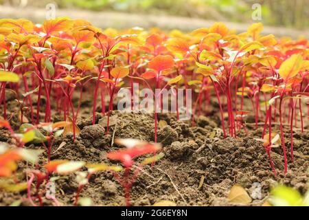 Fotografía de la planta de amaranthus gangeticus en el campo de la agricultura