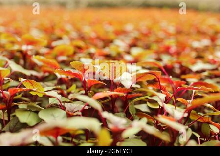 Amaranthus gangeticus planta en el campo agrícola en la naturaleza