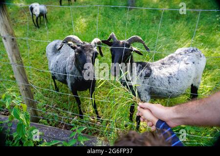 Los niños alimentan cabras en la naturaleza de Hochsauerlandkreis Alemania Foto de stock